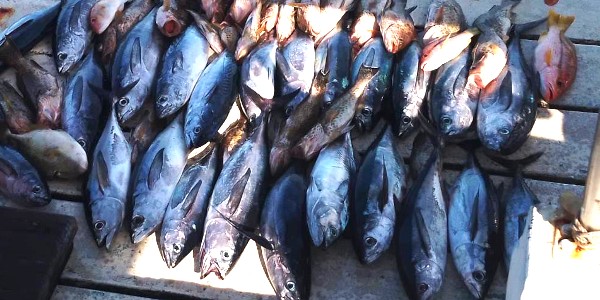 Phuket Charter Fishing tour - Big Game 1